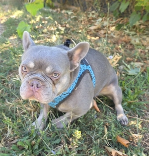Französisches Bulldoggen Mädchen Lilius 