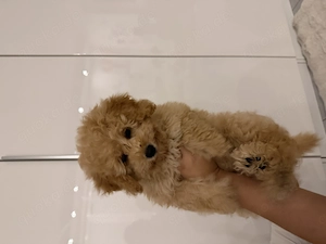 Wunderschöner Maltipoo Welpe 