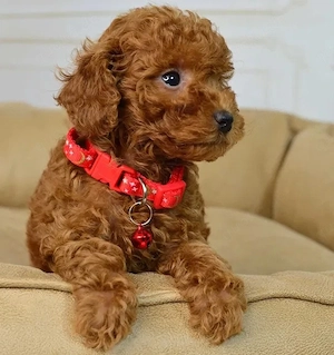 ToyPudel (Ret Brown)