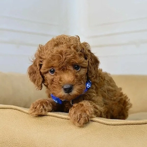 Toypudel (Ret Brown)