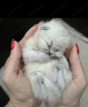 Reinrassige BKH Kitten