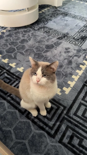 Süßer kater sucht liebevolles zuhause