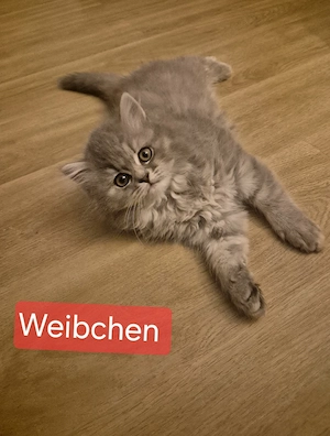 Süße Britisch Langhaar Kurzhaar Kitten abgabebereit 