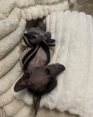 Chihuahua-Xolo 