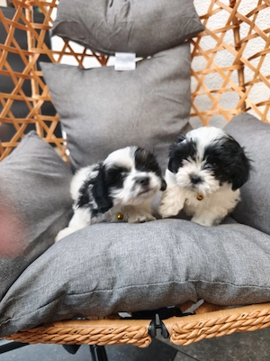 Kleine Hund suchen neue Familie 