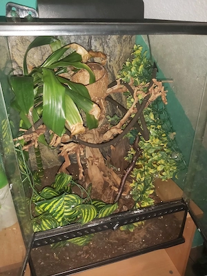 Exo Terra Terrarium komplett eingerichtet   fast wie neu