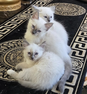 Ragdoll-kitten suchen neues Heim!