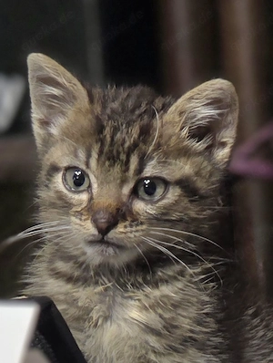 Toyger Willi
