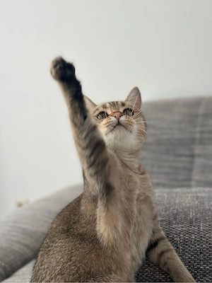 BKH chinchilla zu verkaufen 