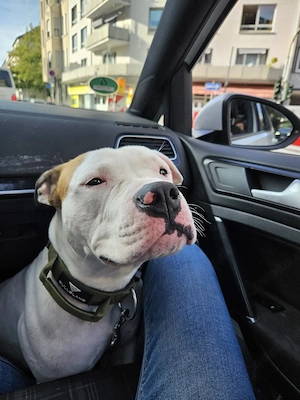    Paşa sucht ein passendes Zuhause   