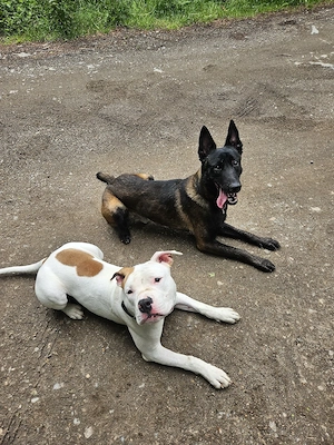    Paşa sucht ein passendes Zuhause   