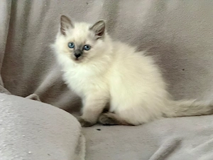 Heilige Birma Kitten