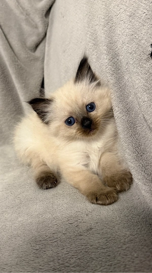 Heilige Birma Kitten Bild 5