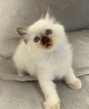 Heilige Birma Kitten Bild 2