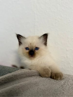 Heilige Birma Kitten Bild 4
