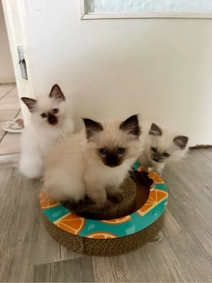 Heilige Birma Kitten Bild 3