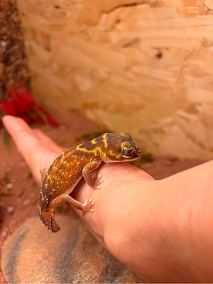 Knopfschwanzgecko 