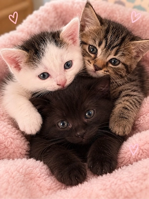 August-Kitten abzugeben