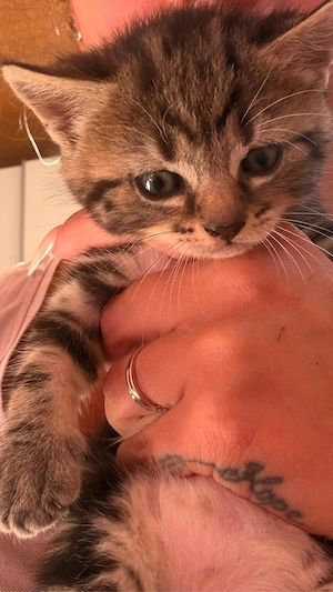August-Kitten abzugeben Zurzeit nur noch die getigerte frei