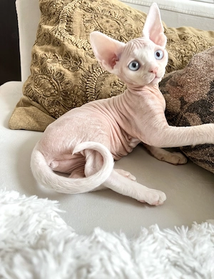 *Reserviert wunderschöne Devon Rex Kitten Mädchen  Bild 4