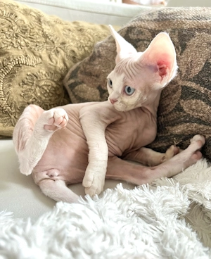 *Reserviert wunderschöne Devon Rex Kitten Mädchen  Bild 2