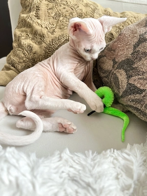 *Reserviert wunderschöne Devon Rex Kitten Mädchen  Bild 3
