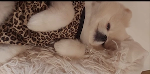 Pomeranian-Teddy- Zwergspitz-Dame