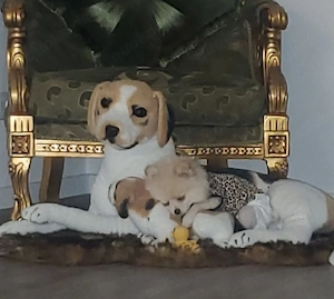 Pomeranian-Teddy- Zwergspitz-Dame