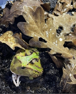 3,2 Ceratophrys cornuta Surinam Schmuckhornfrosch Bild 4