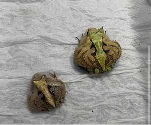 3,2 Ceratophrys cornuta Surinam Schmuckhornfrosch Bild 2