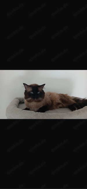 Heilige Birma Kater 
