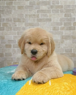 Golden-Retriever-Welpen zu verkaufen. Kontakt per WhatsApp: 01633494351