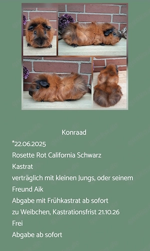 Kastrat Meerschweinchen US Teddy Rosetten 