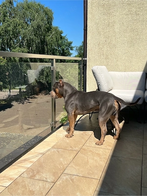 American Bully Rüde