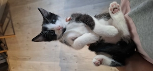 Katzen abzugeben 
