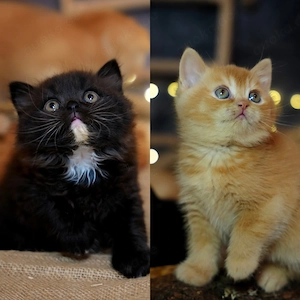 BKH Kitten mit Stammbaum 