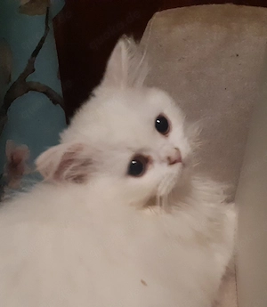 BLH Britisch Langhaar Kitten