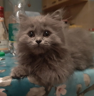 BLH Britisch Langhaar Kitten