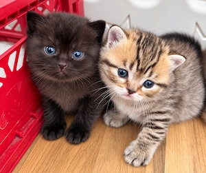  Liebevolle BKH-Kitten suchen ab November ein Zuhause 