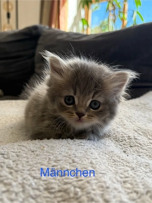 Zuckersüße, reinrassige Britisch Langhaar Kitten suchen ein liebevolles Zuhause!
