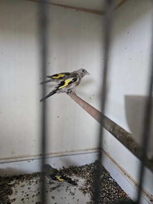 stieglitz Vögel 