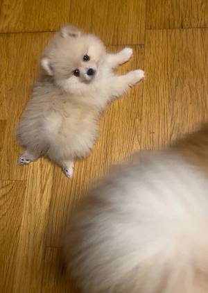 reinrassige Pomeranian  Zwergspitz  welpen 