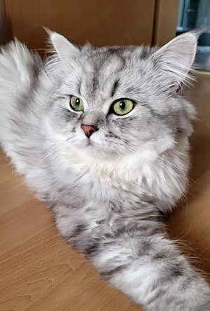 Deckkater mit Erfahrung (Chinchilla Perser)