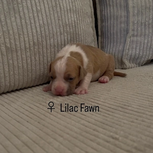 American Bully XL Welpen suchen noch ein Zuhause