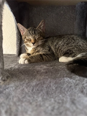 Junge katze 