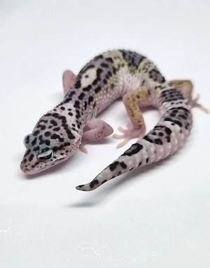 Mack Snow Black Night het Eclipse poss Ghost