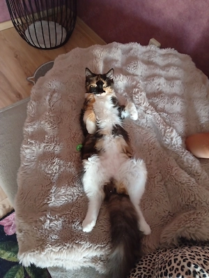 Junge weibliche Katze 