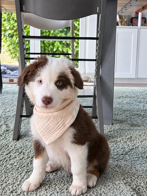 Australian Shepherd-Welpe sucht ein neues Zuhause.