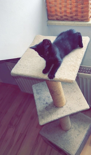 Kater abzugeben