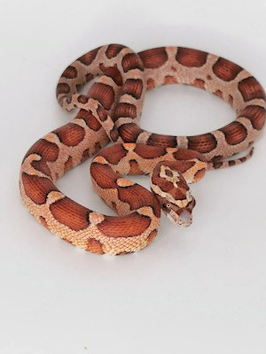 Kornnatter 1.0 Microscaleless het Amel 50% Palmetto, Caramel, 25% Stripe or Motley, Anery